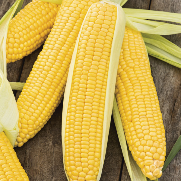 Fresh Corn (5 Pieces)