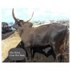 Cow (Hybrid Live Cow)