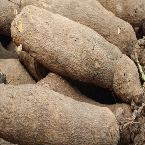 Yam 5 Tuber (new yam) Big