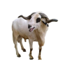 Ram Healthy Live Ram