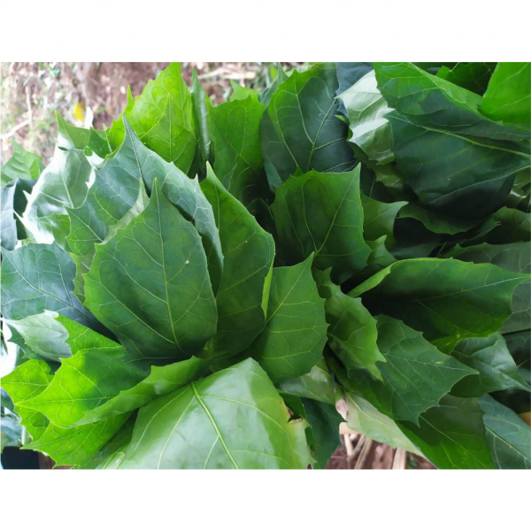 Tree Spinach
