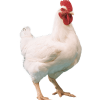 Broiler Chicken (Bigger)