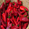 Fresh Long Pepper (Tatashe) 5 Ltrs
