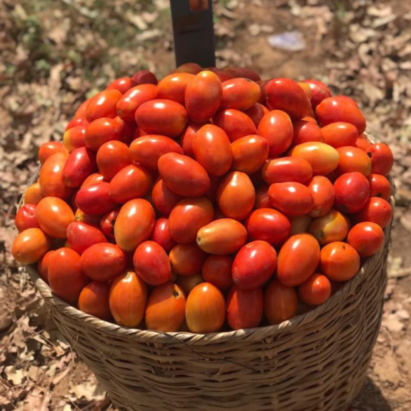 Fresh Tomatoes Big Basket